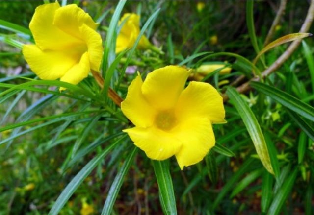 老鼠最讨厌什么气味，猫最讨厌什么气味