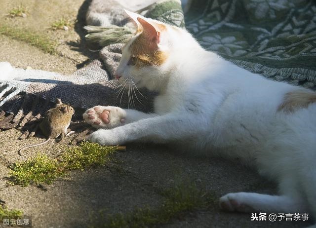 十二生肖怎么排，2022 十二生肖年龄对照表