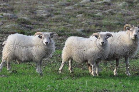 967年的羊今年的运势,1968年的猴今年的运势怎么样"