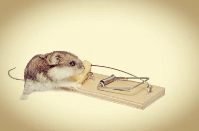 有什么办法让老鼠出来，晚上睡觉发现有老鼠怎么办