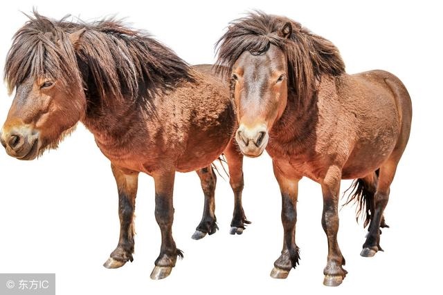 6年的马女是什么命运,请问66年马女的一生命运"