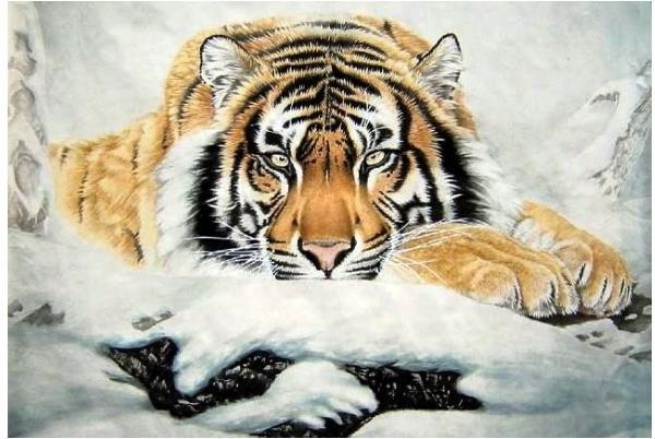 974年12月虎的命运怎样，74年属虎48岁今年运气好不好"