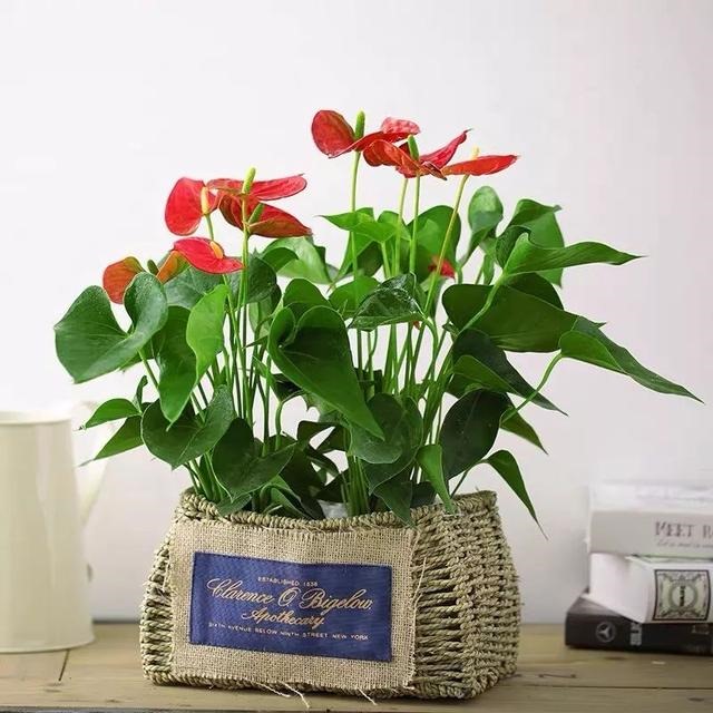 属鼠的幸运花和旺财花，十二生肖旺财植物花草