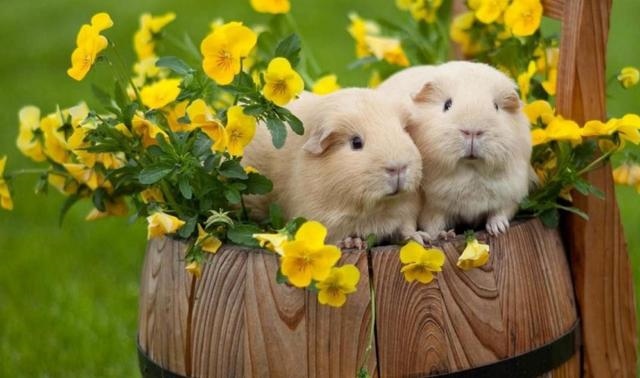 属鼠什么年份运气更好，属鼠2022 年运势及运程