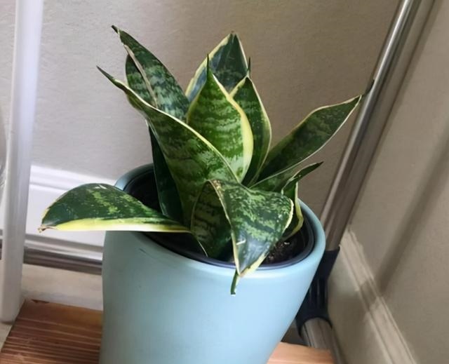 属鼠人的卧室里放什么花卉，属鼠床头如何摆放