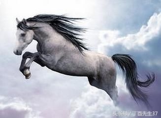 属马的男人对待感情，属马的人遇到情人是不是真心