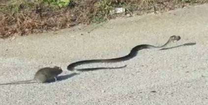 蛇女配鼠男的婚姻怎么样,属兔女和属龙男婚姻怎么样