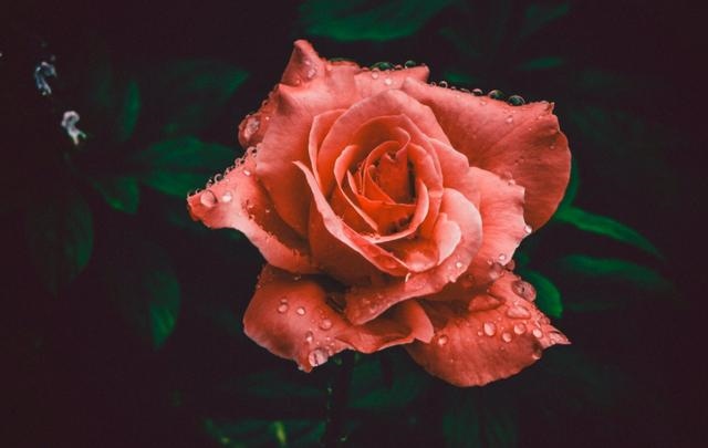 长相舒服的生肖女，身上有贵气的生肖女