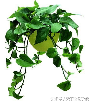 属虎的人养什么花招财，属虎的幸运花和旺财花