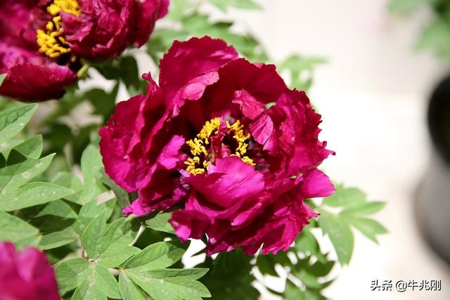 最准的免费算命 2345，八字详解免费