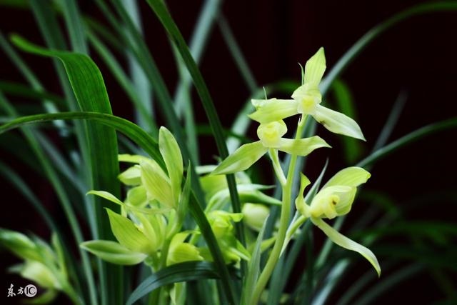 属鼠的感情运势，2022 年属鼠人的姻缘