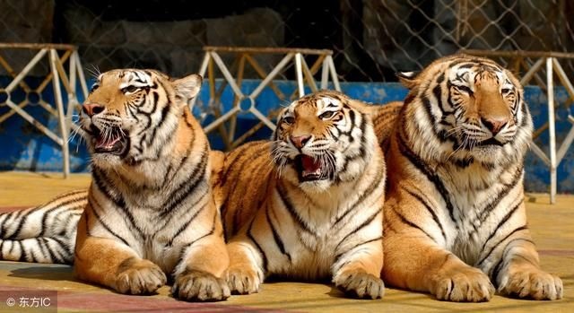 属虎做什么最容易发财,1986年属虎35岁后享福