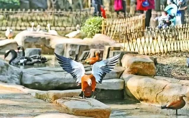 属猪2032年几岁，属猪今年15岁2月初9