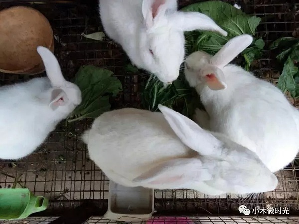 老鼠与兔做夫妻相配吗，兔和鼠的属相适合做夫妻吗