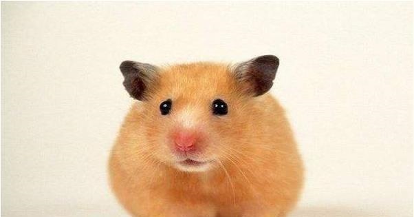 属鼠的男婚配什么更好，属牛女和什么属相最相配