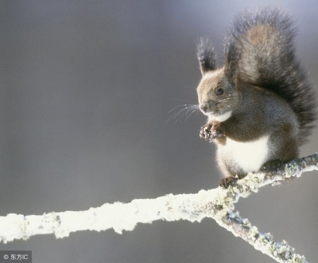 6年属鼠有一灾，96年属鼠灾在哪几年"