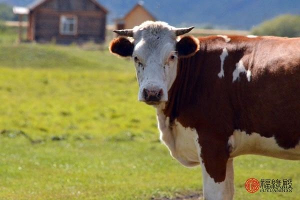 属牛和属马的合财吗，马和牛的结婚和财吗