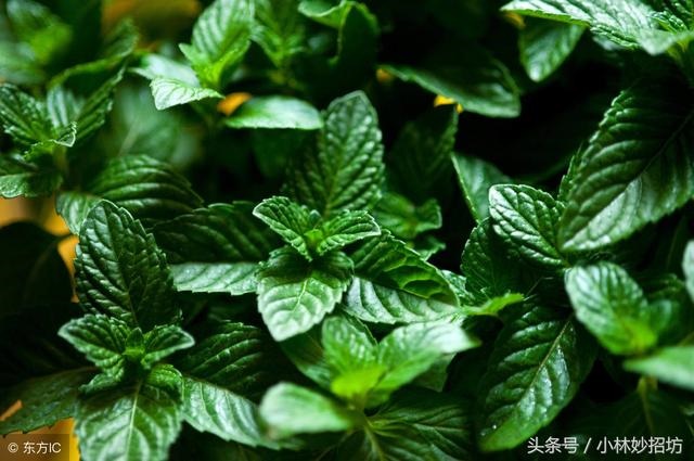 属鼠人的克星都是哪些，属蛇人一辈子的克星