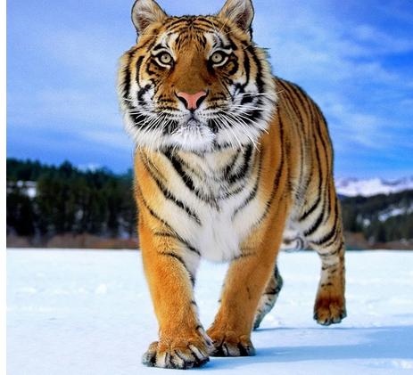 属虎女孩几月出生更好命运，属虎几月出生大富大贵2022