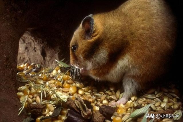 十二生肖蛇鼠是天敌吗，属蛇和属鼠的合不合