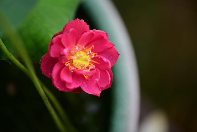 022年属龙忌讳颜色，属龙什么颜色最吉利"