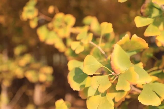 022年过得最开心的星座女，2022事业运势翻红的星座"