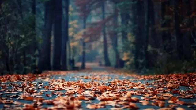 十月鼠人生运势，十月生肖鼠的人命运