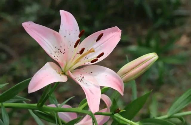 属鼠男人对待老婆，属鼠男人出轨后的表现