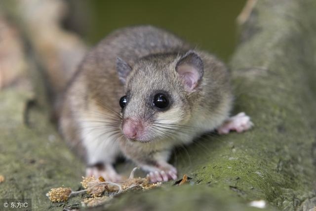 十鼠九富是什么意思，2022 鼠你最富图片