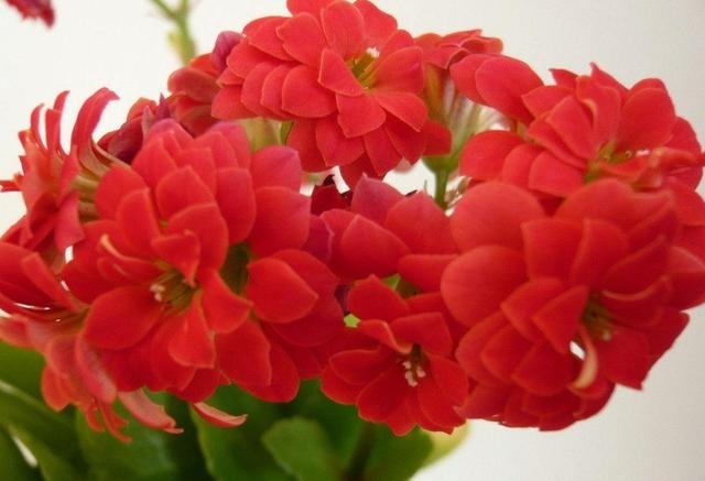 未来二十年大运的星座，2022年事业运更好的星座