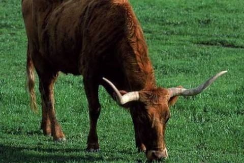 7年属牛女2022年全年运势,1997年属牛2022年感情运势"