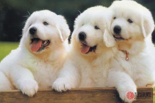 994年属狗的更佳配偶,属狗人的正缘在哪一年"