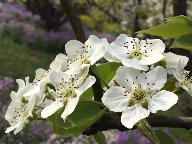 属鼠的人不适合养什么植物，属鼠的种什么花最合适