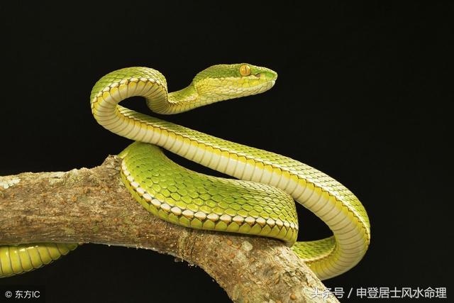 属猪与属猪的合不合，男属猪女属猪的婚姻相配吗