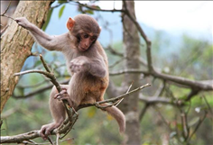 男属猴女属羊婚姻相配吗，女羊1991和男猴1992