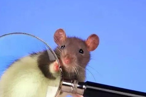 属鼠的和什么最配,属鼠的佩戴什么玉好