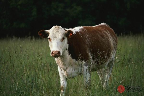 3年属牛男人婚姻感情，1973属牛今年婚姻2022"