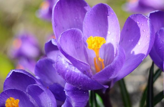 3年兔男性晚年状况,1963每属兔一生有二婚"