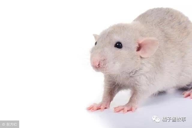 996年属鼠五行属什么命，属鼠1996涧下水命五行缺什么"