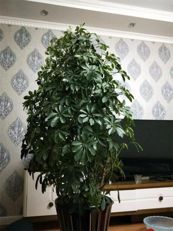 属鼠的种什么植物旺财又旺运，2022 年属鼠养什么植物