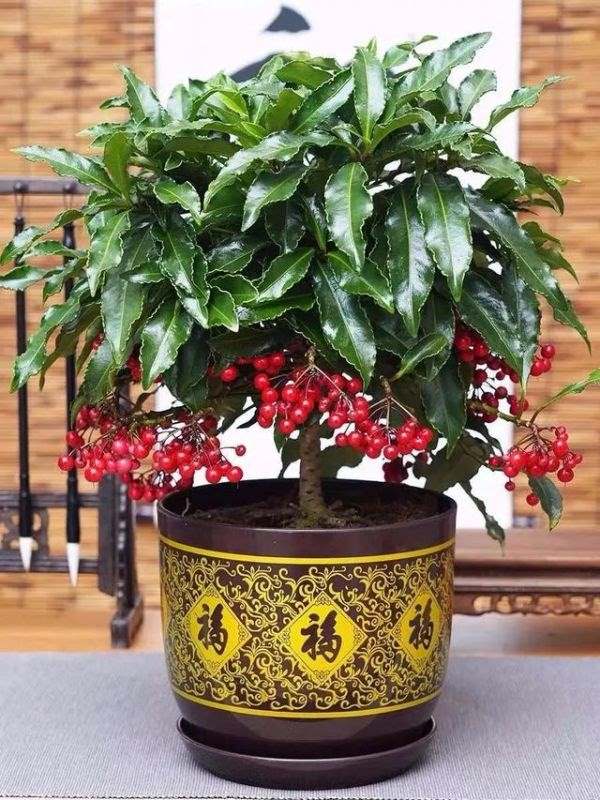 属鼠的幸运花和旺财花，十二生肖旺财植物花草