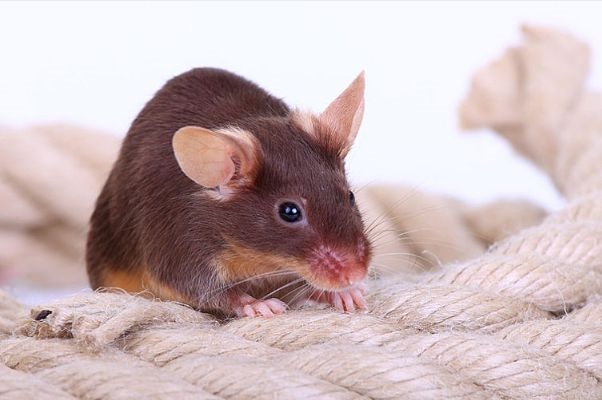 8年属鼠寿命多长，1948年属鼠晚年命运"