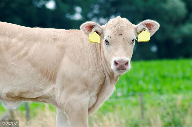 7年牛女和98年虎男配吗,98年属虎24岁有一灾"