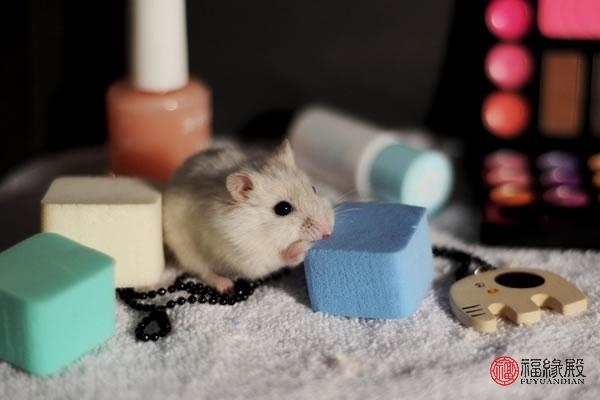 972年属鼠是什么命男,1972年属鼠人是什么命"