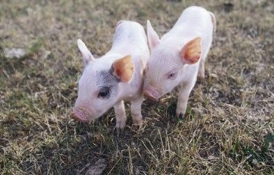 1年的猪是什么命,71年的猪一生几次婚姻"