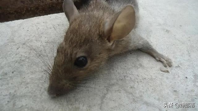 属鼠的特点和优点，属鼠性格特点及脾气