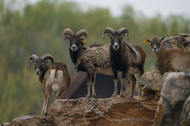 979年属羊今年运势,1979年属羊未来5年财运"