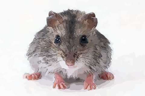 属鼠的几点出生好，2022 属鼠吉日出生更好