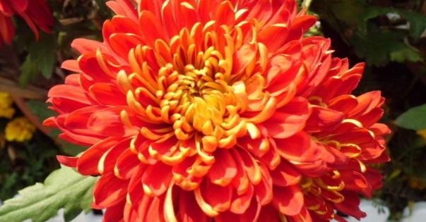 最自私自利的生肖女，身上有股狠劲的星座女