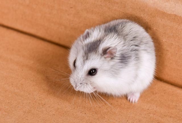 属鼠什么年份运气更好，属鼠2022 年运势及运程